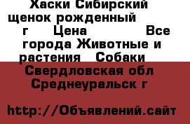 Хаски Сибирский (щенок рожденный 20.03.2017г.) › Цена ­ 25 000 - Все города Животные и растения » Собаки   . Свердловская обл.,Среднеуральск г.